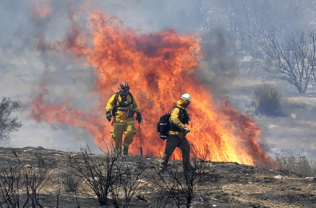 Firefighters turn away from a flareup as they work to stop the advance of a wildfire near the town of Acton, Calif., Monday, July 25, 2016. (Photo by Nick Ut/AP Photo)