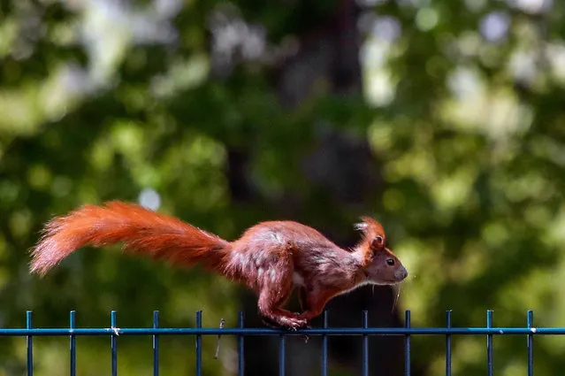 A squirrel runs across a fence as the sun shines in Berlin's Kreuzberg district on April 16, 2020. (Photo by David Gannon/AFP Photo)