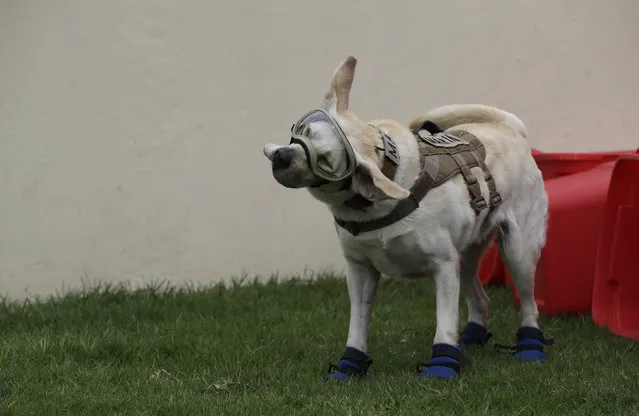 Frida, one of three Marine dogs specially trained to search for people trapped inside collapsed buildings, shakes while wearing her protective gear during a press event in Mexico City, Thursday, September 28, 2017. Frida’s star rose just as another symbol of hope dissipated. For two days eyes were glued to search efforts at a collapsed school where 26 people, including 19 children, died. Word spread of a girl, Frida Sofia, trapped in the rubble. But ultimately, the navy announced that she had never existed. (Photo by Rebecca Blackwell/AP Photo)