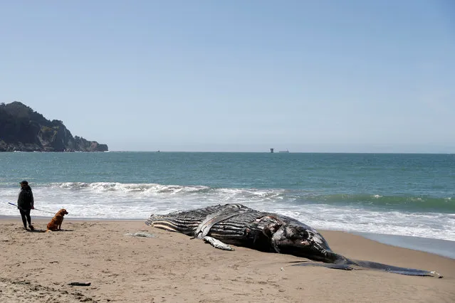 The carcass of a humpback whale lies washed up at Baker Beach in San Francisco, California, U.S. April 21, 2020. (Photo by Stephen Lam/Reuters)