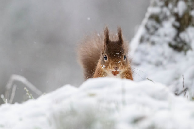 A red squirrel peeps out from behind a snow bank in Inverness-shire, Scotland on January 6, 2025. (Photo by Jane Hobson/Rex Features/Shutterstock)