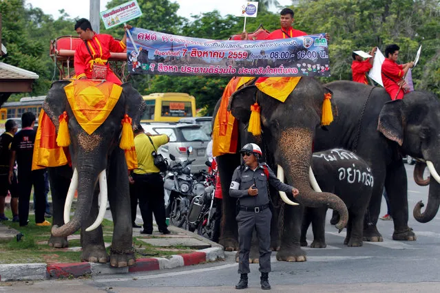 Mahouts and their elephants display a poster during a campaign ahead of the August 7 referendum in Ayutthaya province, north of Bangkok, Thailand, August 1, 2016. (Photo by Chaiwat Subprasom/Reuters)