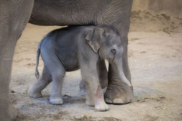Thirty-year-old Asian elephant Rose-Tu is seen with her baby after giving birth at the Oregon Zoo in Portland, Ore. on February 1, 2025. (Photo by Oregon Zoo via AP Photo)