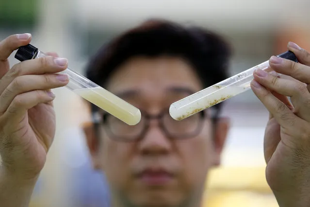Kim Young-wook, CEO of the private-sector Korean Edible Insect Laboratory (KEIL), looks at water-soluble edible insect powder (L) and non water-soluble one that are both dissolved in water, in Seoul, South Korea, August 8, 2016. (Photo by Kim Hong-Ji/Reuters)