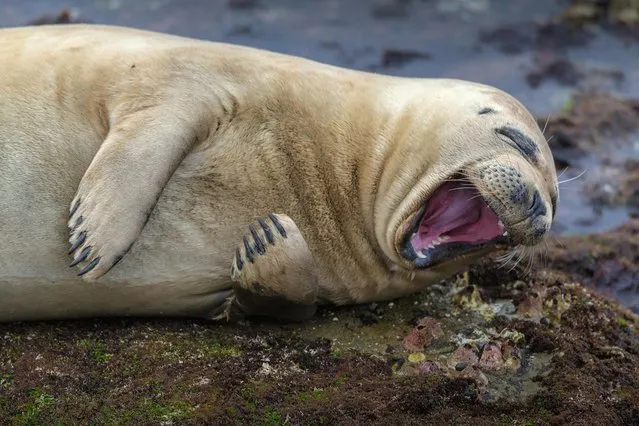 Harbor seal looks to be getting a good laugh about something in San Diego. Titled as laughing seal – oh, i just got it! (Photo by Brian Valente/Comedy Wildlife Photography Awards/Barcroft Media)