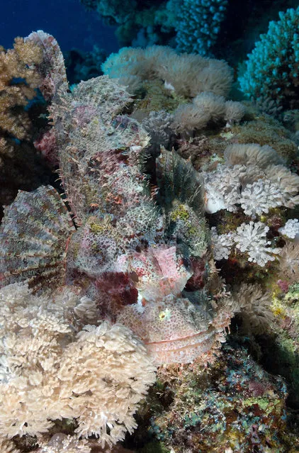 Longfingered Scorpionfish well camouflaged in soft coral. (Photo by Gavin Parsons/Caters News/Ardea)