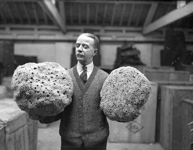 Large honeycombe sponges from the eastern Mediterranean which are going to be on display at a PLA (Port of London Authority) warehouse, 9th March 1933. (Photo by Harry Todd/Fox Photos/Getty Images)