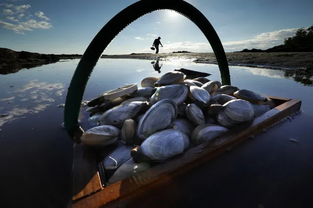 A friend's basket of clams sit in the water as Mike Suprin, of Rollinsford, N.H., calls it a day after filling his basket with soft shells, Friday, September 2, 2016, at Cape Porpoise in Kennebunkport, Maine. (Photo by Robert F. Bukaty/AP Photo)