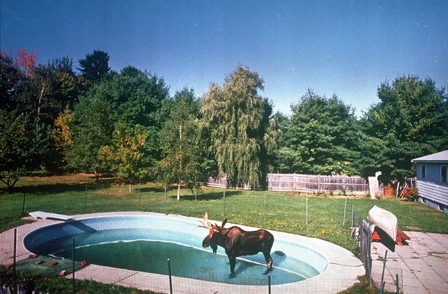 An 800-pound bull moose appears to be relaxing in a swimming pool in Lewiston, Mo., September 29, 1992.  A wildlife official suggested the wild beast was roaming the city because it is mating season. The moose was later tranquilized and taken to a state game farm. (Photo by Ken Love/AP Photo/Sun-Journal)