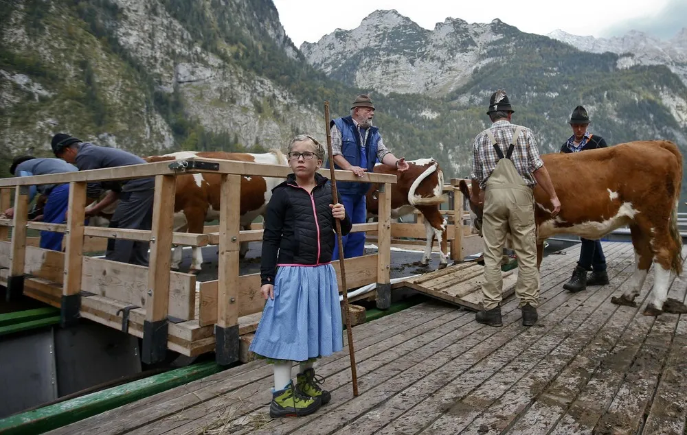 Bavarian's Almabtrieb Ceremony