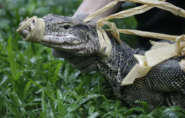 An officer holds a bound monitor lizard caught at Lumpini Park in Bangkok, Thailand, Tuesday, September 20, 2016. Some parks have ducks, some have swans. Bangkok's Lumphini Park is famed for its monitor lizards. But the park's population of the reptiles – some of which are up to 2 meters (6.5 feet) long – has grown to around 400, leading park officials to become concerned and come up with a plan to relocate them. On Tuesday, park staff could be seen using ropes and snares to catch around 40 of the lizards. While the lizards are gentle in nature and don't attack the many Thais and foreigners who flock to the centrally located park, they do damage the park's trees and landscape, according to Suwanna Jungrungrueng, the director of Bangkok's environment department. Their sheer numbers have also caused concern with the authorities after reports of runners and bikers falling while swerving to try to avoid the lizards. The city's plan is to relocate the lizards to a government-run animal sanctuary outside of Bangkok. (Photo by Sakchai Lalit/AP Photo)
