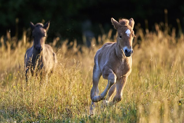 Icelandic foals run on a meadow at a stud farm in Wehrheim near Frankfurt, Germany, Tuesday, June 24, 2025. (Photo by Michael Probst/AP Photo)