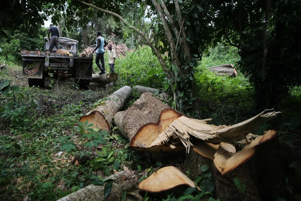 Trees, Planks and Sawdust – Logging in Nigeria