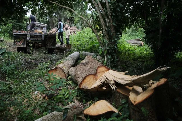 A tree lies on the ground as labourers prepare to put it in a truck in an unreserved forest in the village of Igbatoro, southwest Nigeria August 28, 2014. (Photo by Akintunde Akinleye/Reuters)