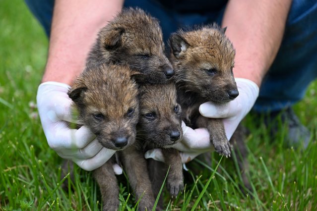 A view of four exhausted wolf pups found in the Iskender Plateau of Karagacli town in Mus as they were taken under protection at the Wildlife Protection and Rehabilitation Center of Van Yuzuncu Yil University (YYU) in Van, Turkiye, on June 5, 2025. The pups were discovered by a local family engaged in livestock farming and handed over to teams from the Directorate of Nature Conservation and National Parks. (Photo by Ozkan Bilgin/Anadolu via Getty Images)