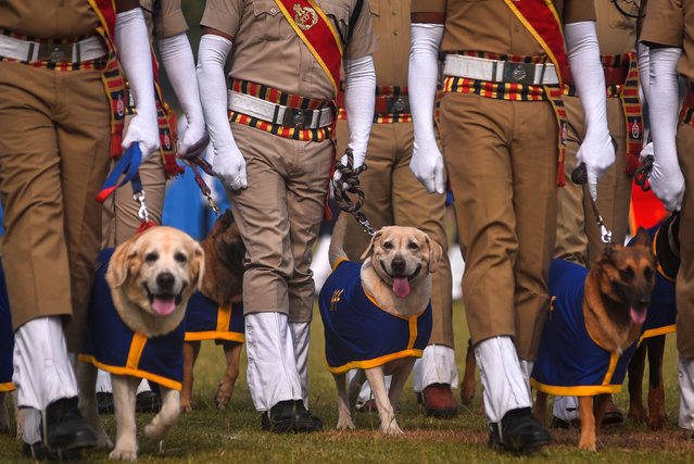 Dog handlers of the Indian Railway Protection Force (RPF) dog squad march with their animals during the 74th Republic Day celebrations, in Chennai, India, 26 January 2023. (Photo by Idrees Mohammed/EPA/EFE)