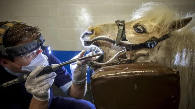 James Marshall, an equine dentist, gets to the root of the problem for Skywalker, a 22-year-old miniature horse at Hambleton Equine Clinic, north Yorkshire on January 30, 2023. (Photo by James Glossop/The Times)