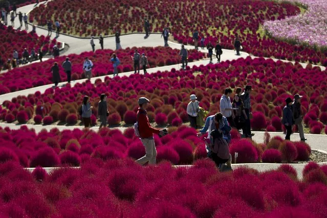 People walk in a field of fireweed, or Kochia scoparia, on a sunny autumn day at the Hitachi Seaside Park in Hitachi, north of Tokyo, October 26, 2015. (Photo by Thomas Peter/Reuters)