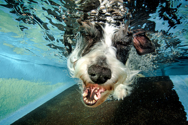 A Lurcher submerges with his eyes closed and no ball. (Photo by Jonny Simpson-Lee/Caters News Agency)