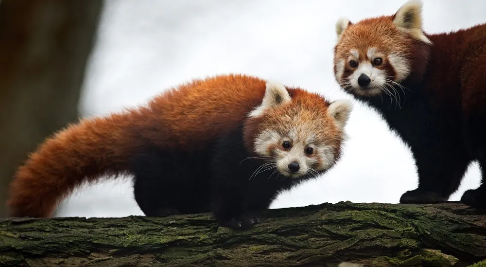 The Week in Pictures: Animals, November 29 – December 5, 2014