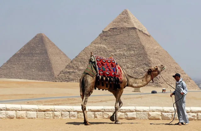 A man waits for tourists to rent his camel in front of the Great Giza pyramids on the outskirts of Cairo, Egypt, August 31, 2016. (Photo by Mohamed Abd El Ghany/Reuters)