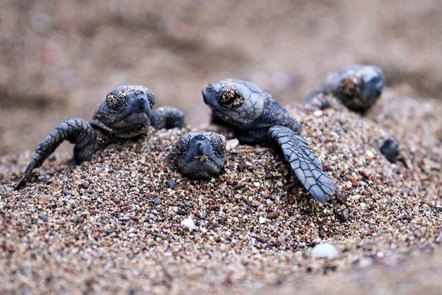 The endangered baby loggerhead sea turtles (Caretta caretta) head to the sea at the beach of Aska Lara Hotel in Antalya, Turkiye, on August 28, 2025. The nests were opened during a ceremony attended by tourism professionals. (Photo by Orhan Cicek/Anadolu via Getty Images)