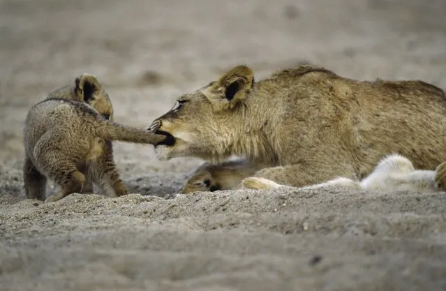 “A second year African lion cub playfully bites a first year cubs tail in Kruger National Park, South Africa”. (Photo by Art Wolfe/Art Wolfe Stock)