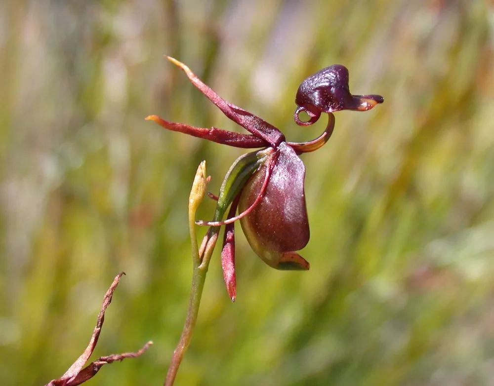 The Flying Duck Orchid 