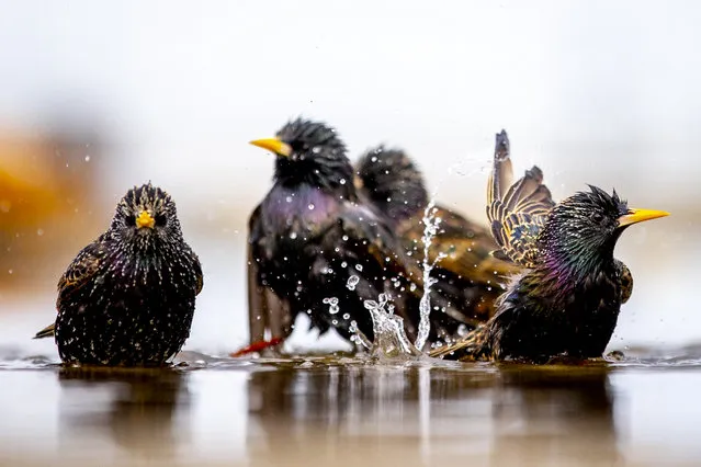 Starlings make the most of the puddles on the pier in Dún Laoghaire, Co Dublin, Ireland on March 20, 2023. (Photo by Tom Honan/The Irish Times)