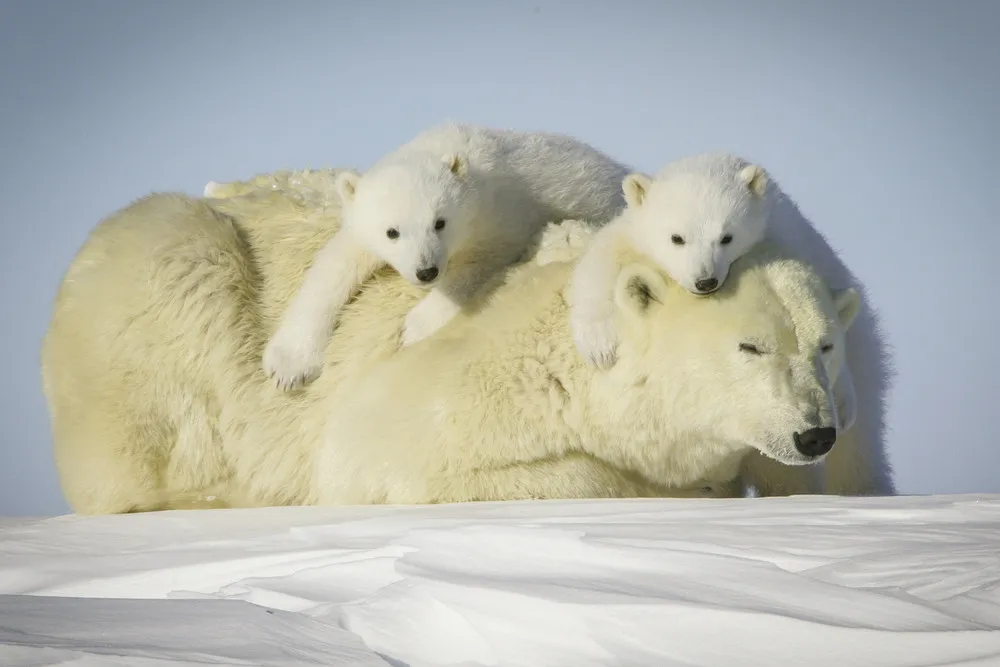 David Jenkins Polar Bear Pics