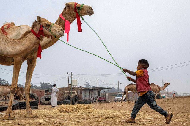 A boy pulls on the reins of two camels standing at the Birqash camel market on the northeastern outskirts of Giza on June 4, 2025, ahead of Eid al-Adha, the Muslim feast of sacrifice. Known as the “big” festival, Eid al-Adha, or Feast of Sacrifice, is celebrated each year by Muslims sacrificing various animals according to religious traditions, including cows, camels, goats, and sheep. (Photo by Khaled Desouki/AFP Photo)