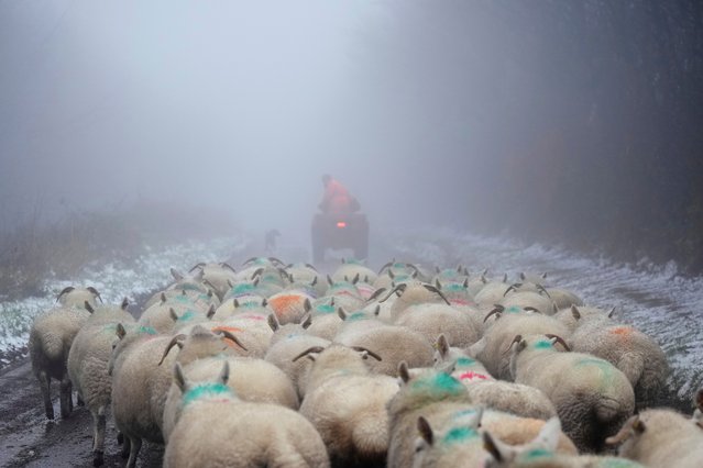 Sheep are moved along a snow lined foggy road to shelter from a field on Exmoor, England, Saturday, February 8, 2025. (Photo by Alastair Grant/AP Photo)