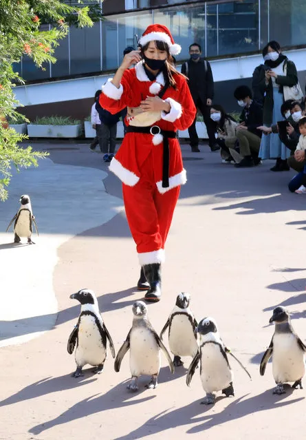 Penguins walk with a trainer in Santa costume as a part of Christmas event at the Hakkeijima Sea Paradise aquarium in Yokohama, suburban Tokyo on Saturday, November 28, 2020. The show will be held daily to attract visitors through Christmas Day. (Photo by Yoshio Tsunoda/AFLO/Rex Features/Shutterstock)