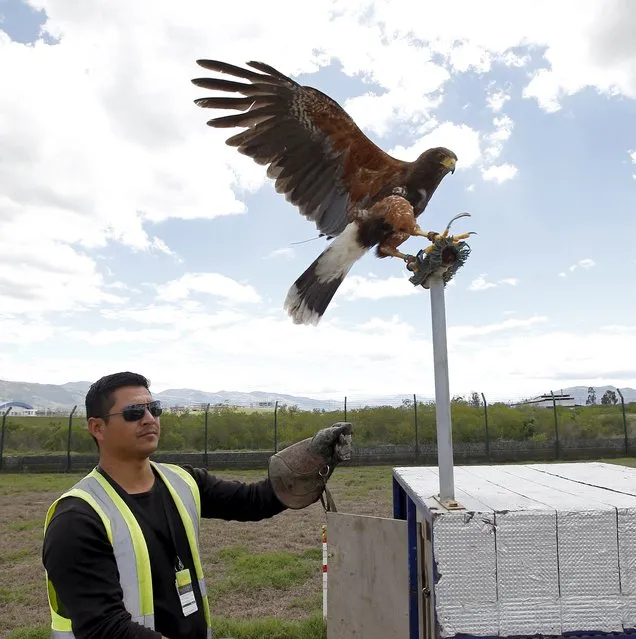 Dustin, a Harris Hawk, flies off from handler Xavier Monar, 32, to search for birds at the northern side of the Mariscal Sucre Airport in Quito November 14, 2015. (Photo by Guillermo Granja/Reuters)