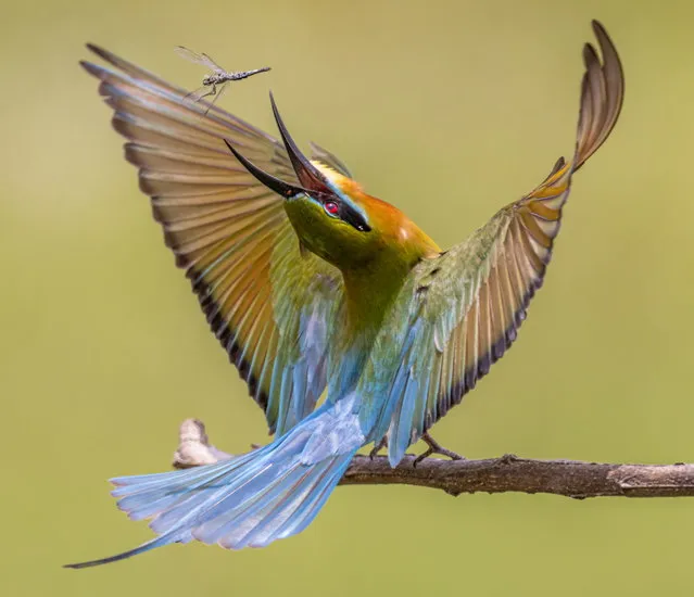 A blue-tailed bee-eater expertly catches a dragonfly out of mid air in Seletar, Singapore in March 2023. (Photo by Kelvin Lee/Animal News Agency)