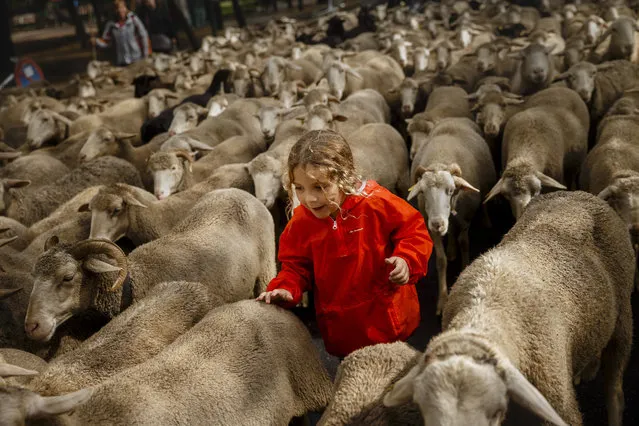 Max, a 10 years old boy, runs by as shepherds lead their sheep through the centre of in Madrid, Spain, Sunday, October 23, 2016. Shepherds have guided a flock of 1,000 sheep through Madrid streets in defense of ancient grazing, droving and migration rights increasingly threatened by urban sprawl and modern agricultural practices. Tourists and city-dwellers were surprised to see the capital's traffic cut to permit the ovine parade to bleat bells clanking its way past the city's most emblematic locations. (Photo by Daniel Ochoa de Olza/AP Photo)