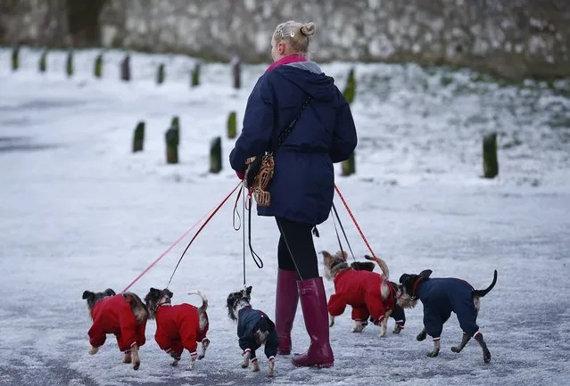 A woman walks dogs wearing jackets during icy conditions in Newtown Linford, central England December 28, 2014. (Photo by Darren Staples/Reuters)
