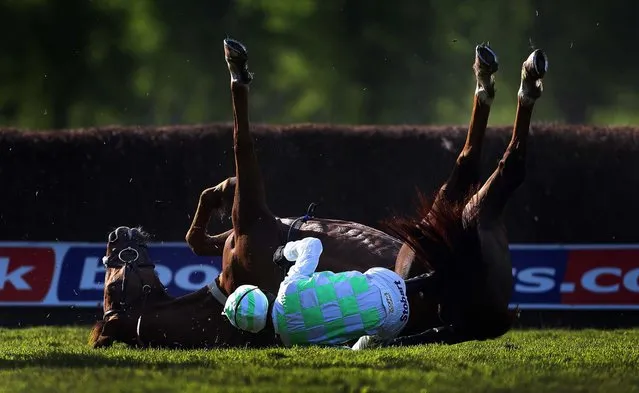 Like A Rolling Stone, ridden by Mark Grant, falls during a Beginners' Steeple Chase at Worcester Racecourse in England, on May 22, 2013. (Photo by David Davies/PA)