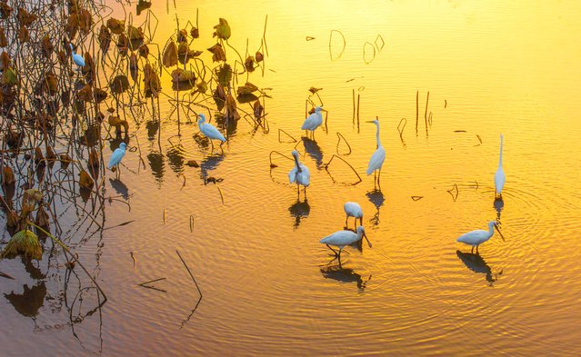 Spoonbills at sunset at the Lixiahe national wetland park in Xinghua City, China in the second decade of November 2025. (Photo by Xinhua News Agency/Rex Features/Shutterstock)