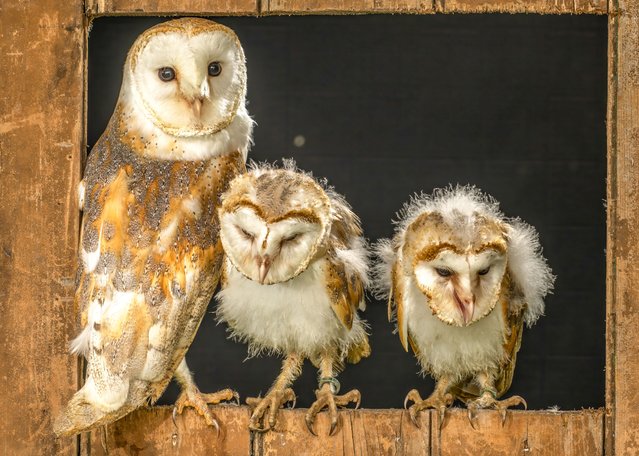 Young barn owls take a good look at their surroundings from a perch in Wigan, Lancashire, UK in the last decade of November 2025. (Photo by Clifford Ferguson/Solent News & Photo Agency)
