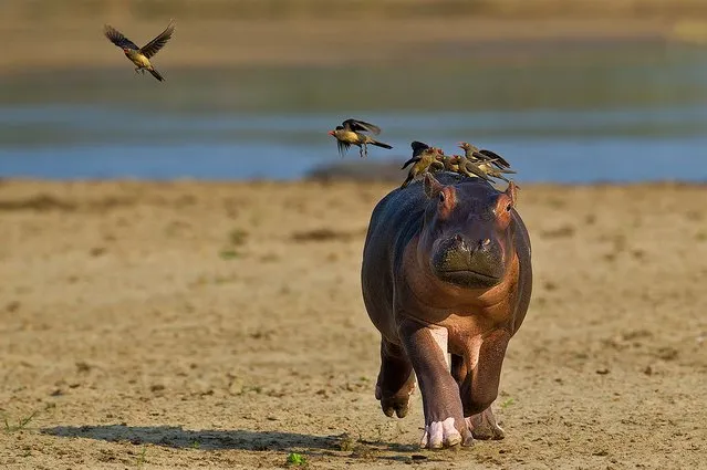 This is the hilarious moment a terrified baby hippo ran screaming for its mum when a flock of bird landed on its back in South Luangwa National Park in Zambia. The hippo was seen screaming, running and twisting from side to side in a desperate bid to shake off the red and yellow ox-pecker birds. (Photo by Marc Mol/Caters News/SIPA Press)