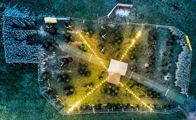 A string of lights illuminate a Christmas tree stand in a meadow on the outskirts of Frankfurt, Germany, November 23, 2025. (Photo by Michael Probst/AP Photo)