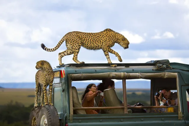 “Say cheese”. Cheetahs jumped on the vehicle of tourists in Masai Mara national park, Kenya. (Photo and caption by Yanai Bonneh/National Geographic Traveler Photo Contest)