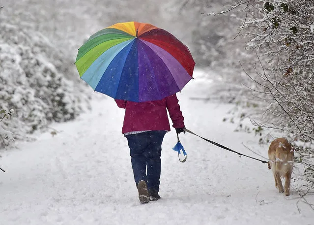 A woman walks walks with her dog under a colorful umbrella through the snow, Saturday, January 24, 2015 in Gelsenkirchen, Germany. The industrial west of Germany turned into a white winter landscape after heavy snowfall. (Photo by Martin Meissner/AP Photo)