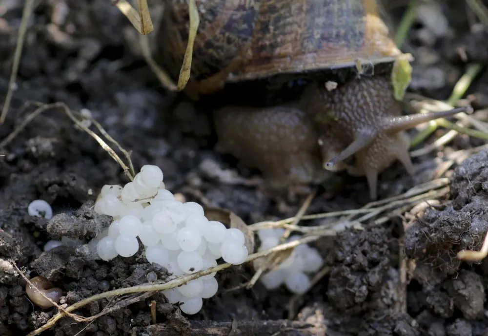 Snail Farming in Austria