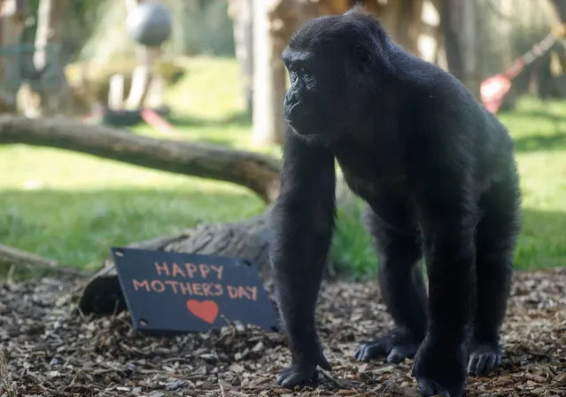 A Western-lowland gorilla takes part in a Mother’s Day picnic provided by their keepers during a photo-call at ZSL London Zoo in London, Britain, March 11, 2021. (Photo by John Sibley/Reuters)