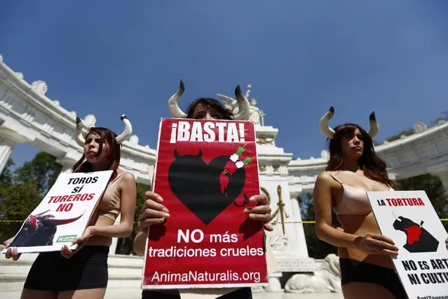 Activists from the animal rights group AnimaNaturalis hold up signs during a demonstration against bullfights at Hemiciclo de Juarez monument in Mexico City February 8, 2015. The signs read, (C) “Enough! No more cruel traditions” and (L and R) “Bulls yes, matadors no”. (Photo by Edgard Garrido/Reuters)