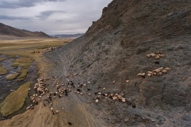 Joel's drone captures a stunning view of the family's goats and sheep trekking across harsh terrain in Altai Mountains, Mongolia, September 2016. (Photo by Joel Santos/Barcroft Images)