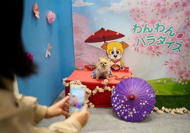 A dog is photographed in a booth at the “Interpets” international pet fair in Tokyo, Japan, 01 April 2021. (Photo by Franck Robichon/EPA/EFE)