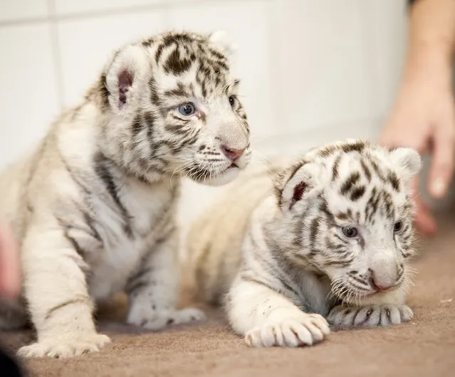 White Bengal tiger cubs are pictured in the Xantus Janos Zoo of Gyor, 120 kms west of Budapest, Hungary, Thursday, February 19, 2015. The two cubs were born on Jan. 19, but their mother did not care for them, so the zoo keepers have to feed and raise them. (Photo by Csaba Krizsan/AP Photo/MTI)